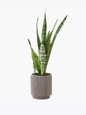 product-image-6_optimized